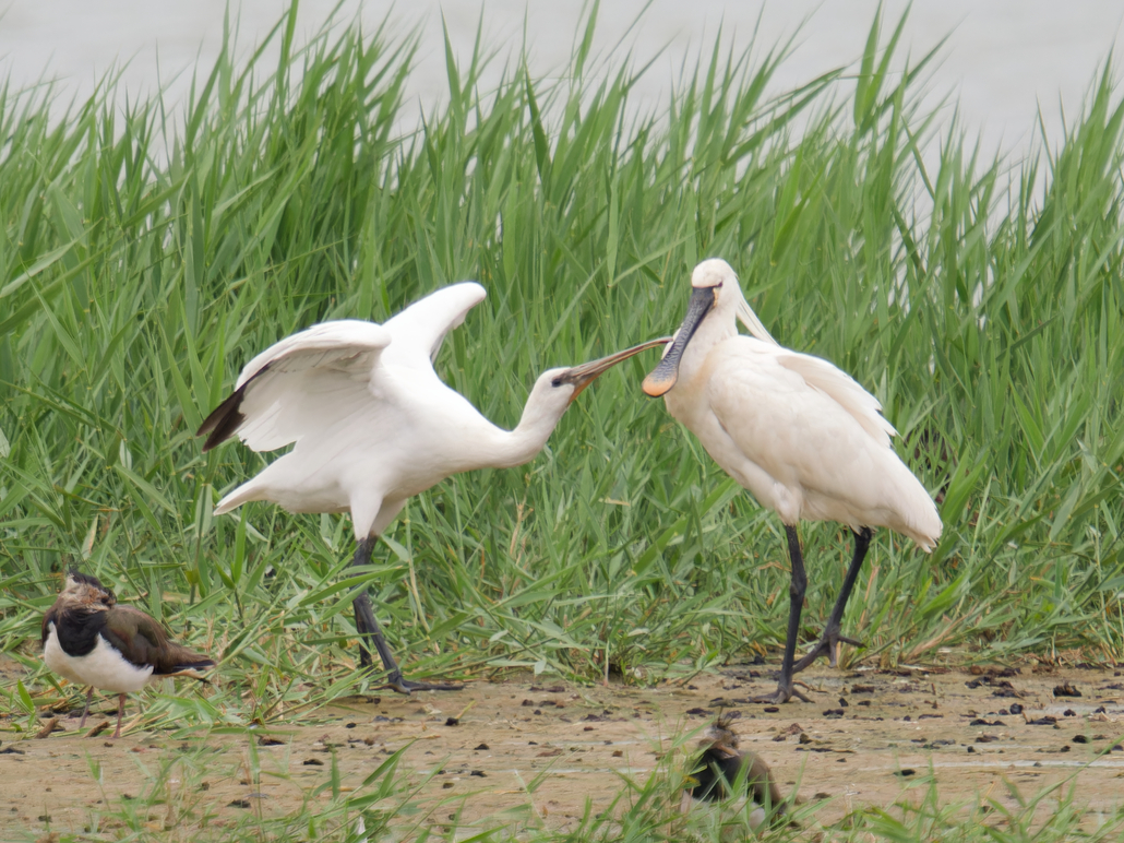 Photo of Spoonbill